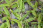 False spotted St. Johnswort